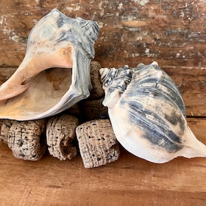 May include: Two large seashells with a mix of gray, beige, and white hues. The shells are resting on a collection of small, textured, brown cork pieces, set against a rustic wooden background. The shells have a natural, organic appearance.