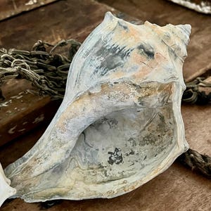 May include: A large, weathered conch shell featuring a spiral structure with a textured, matte surface. The shell displays a palette of muted gray, off-white, and pale orange tones, with a wide, open aperture revealing a smooth, mottled interior.