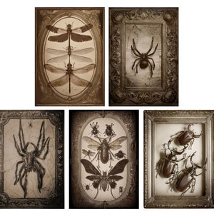 Może przedstawiać: Pięć vintage'owych obrazów w ramach przedstawiających różne owady, w tym ważki, pająki i chrząszcze. Ramy są ozdobne i mają ciemnobrązowe wykończenie.