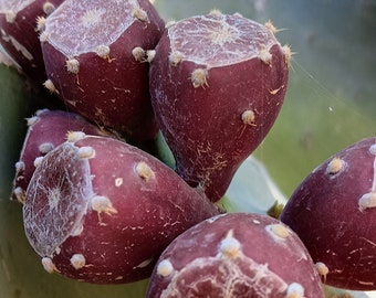 Opuntia Gomei schneiden