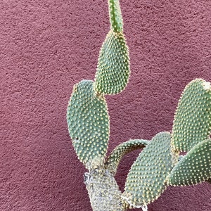 Corte de Opuntia microdasys