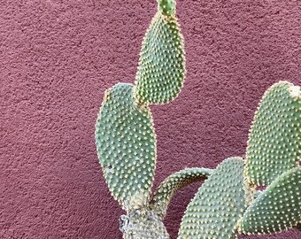 Opuntia microdasys schneiden