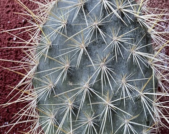 Opuntia Galapagea