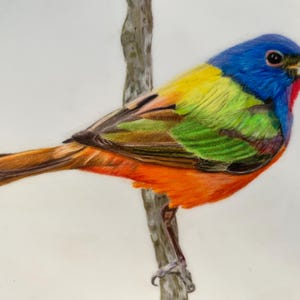 Painted Bunting