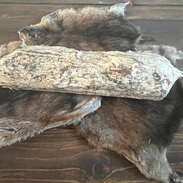 Real beaver chewed log