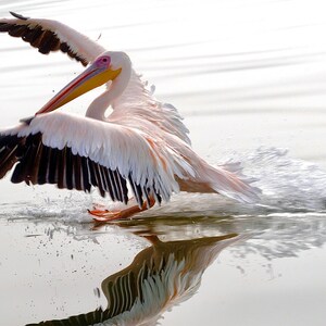 Könnte beinhalten: Ein weißer Pelikan mit schwarzen Flügeln hebt vom Wasser ab und erzeugt dabei Spritzer von Wassertröpfchen. Der Schnabel des Pelikans ist geöffnet und sein Kopf ist nach hinten geneigt.