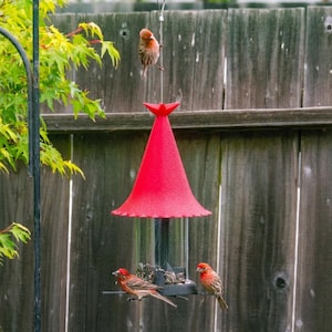 May include: A red bird feeder with a conical top and a clear tube for seed. Three small, reddish-brown birds perch on and near the feeder. The feeder hangs in front of a weathered wooden fence, with green foliage in the background.