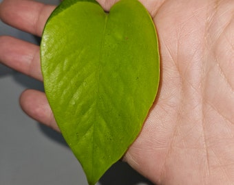 Neon Pothos Starter Plants