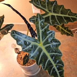 Alocasia Polly Corms