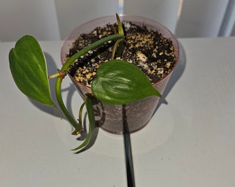 Heart-Leaved Philodendron Starter Plants