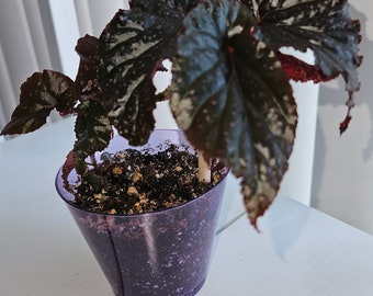 Linda Dawn Begonia Starter Plant