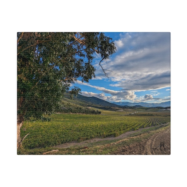 Patrimonio Wine Vineyards Original Photo Artwork Corsica France Matte Canvas, Stretched, 0.75"