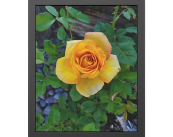 Rose jaune en vieux bois