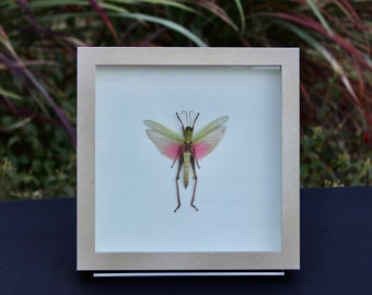 Real Grasshopper Shadowbox