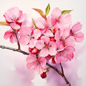 El esplendor de los cerezos en flor: 20 imágenes digitales de alta resolución (4096 px) - Descarga instantánea