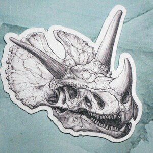 May include: A detailed black and white drawing of a dinosaur skull. The skull is shown in profile, with the horn and frill visible. The drawing is done in a realistic style, with fine lines and shading.