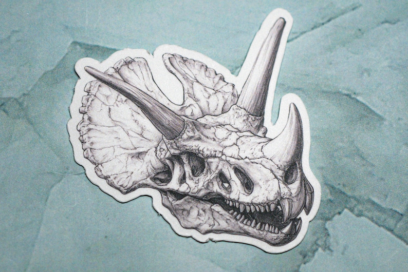 May include: A detailed black and white drawing of a dinosaur skull. The skull is shown in profile, with the horn and frill visible. The drawing is done in a realistic style, with fine lines and shading.