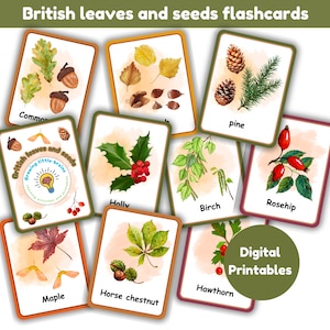Schede didattiche di foglie e semi britannici / un set di 12 carte più una bella copertina / stampabili digitali