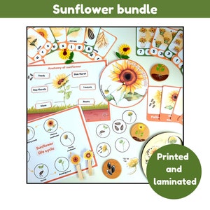 Botte de tournesol | cycle de vie du tournesol | parties de tournesol | cartes mémoire pour comptage et phonétique | anatomie du tournesol | imprimé et plastifié