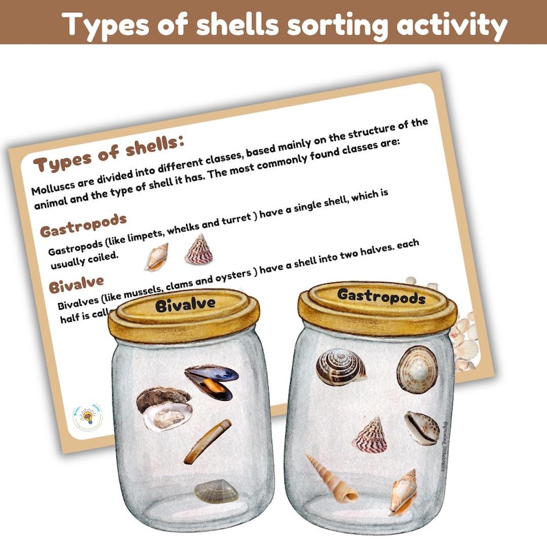 Shells Study Bundle | Types of Shells | Shadow Match| Facts | Sorting ...
