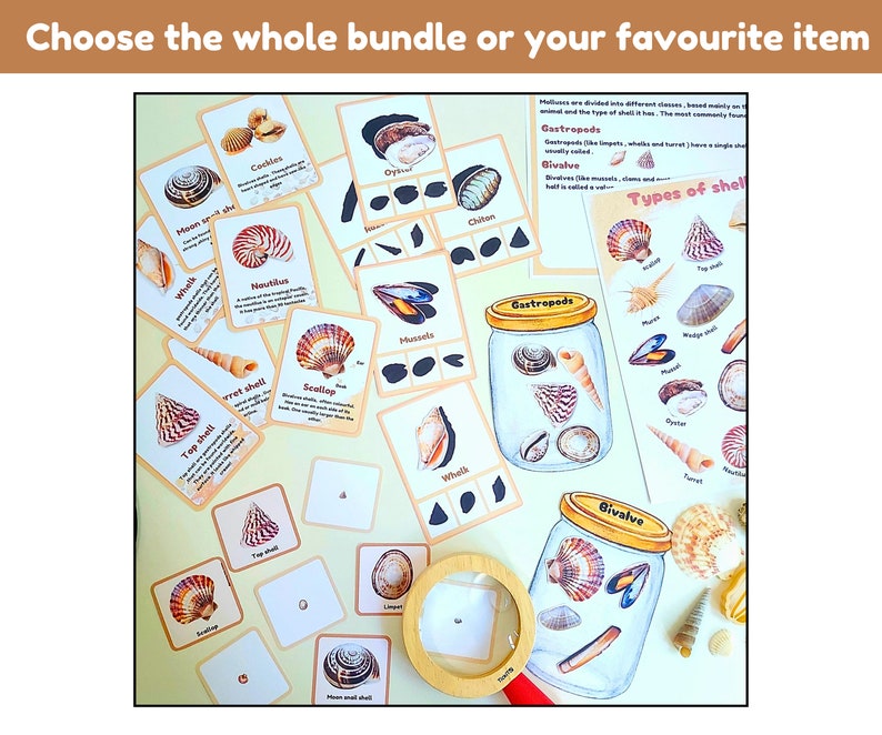 Shells Study Unit | Shells Flashcards and Interactive Activities ...
