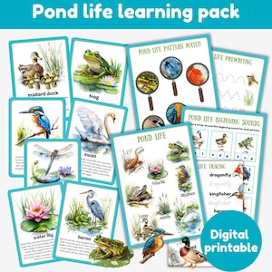 Pack d'apprentissage de la vie dans l'étang | Cartes mémoire 18 faits | étang | printemps | fiches d'activités | numérique imprimable | téléchargement immédiat