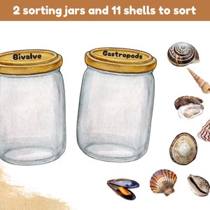 Shells Types Sorting Activity | Shells Jars Sorting Activity | Fun ...