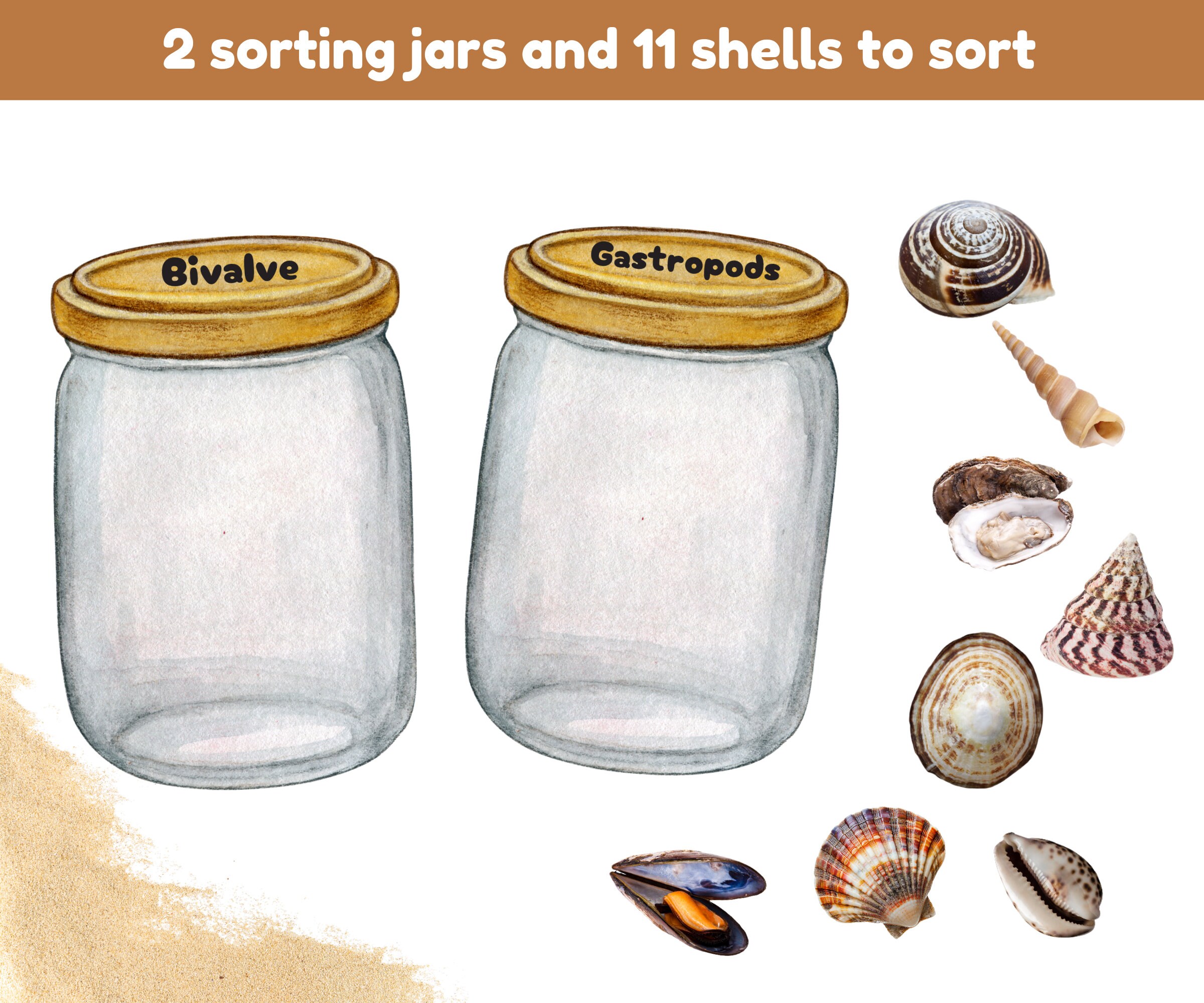 Shells Types Sorting Activity | Shells Jars Sorting Activity | Fun ...