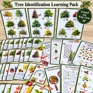 Tree Identification Learning Pack for Kids | 34 Trees, Leaves & Seeds | Matching Cards, Posters 12 Activities | Printed and wipe clean
