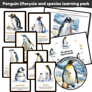 Paquete de aprendizaje sobre el ciclo de vida de un pingüino y sus especies / Anatomía de un pingüino / Tarjetas didácticas / Ilustraciones en acuarela / Descarga instantánea