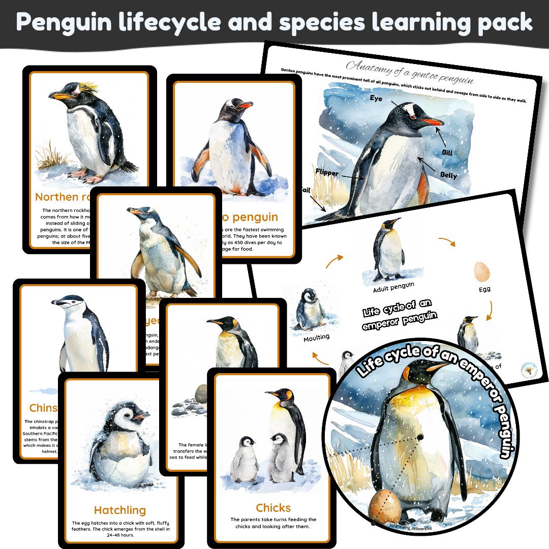 Life Cycle of a Penguin and Penguin Species Learning Pack | Anatomy of a  Penguin | Flashcards | Watercolour Illustrations | Instant Download - Etsy, image size:1080x1080