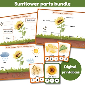 Conjunto de partes del girasol / Cuadro de partes del girasol / Tabla de cosas que las flores necesitan para crecer / Tarjetas didácticas de fonética con las 9 partes del girasol / Imprimible digital
