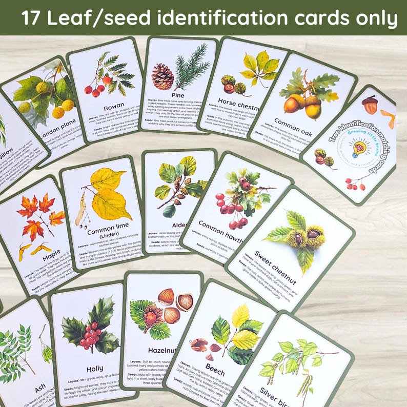 Tree Identification Learning Pack: 34 Matching Cards & Activity Sheets ...