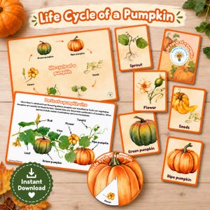 Könnte beinhalten: Bildungs-Set zum Ausdrucken mit dem Titel Life Cycle of a Pumpkin, bestehend aus illustrierten Karten und Diagrammen, die Stadien von Samen bis zu reifen Kürbissen zeigen, inklusive Ranken-Anatomie, Blüte, Keimling und Beschriftungen auf Holz.
