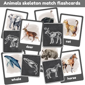 Tarjetas de rayos X para combinar esqueletos de animales / un conjunto de 24 tarjetas para combinar / esqueleto / aprender sobre esqueletos de animales / imprimible digitalmente