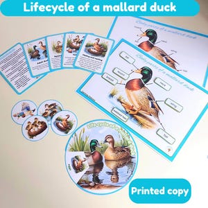 Cycle de vie d'un kit pédagogique sur le canard colvert | cartes mémoire | roue cycle de vie | anatomie d'un canard | FEJ |  physique | imprimé et plastifié