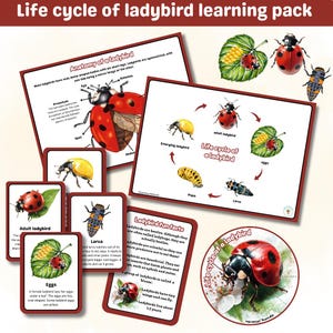 Ciclo di vita di una coccinella pacchetto di apprendimento / grafici, ruota e Flash Cards / coccinella / cicli di vita / primavera / montessori / stampabili digitali