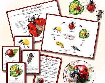 BESTonZON Set Di 4 Statuette Ciclo Vita Coccinella – Modellini In Plastica Per Bambini