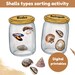 Shells Types Sorting Activity | Shells Jars Sorting Activity | Fun ...