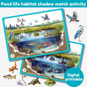 Könnte beinhalten: Eine druckbare Schatten-Such-Aktivität zum Thema Teichleben. Das obere Bild zeigt eine Teichszene mit verschiedenen Tieren, darunter Enten, ein Schwan, ein Reiher, eine Libelle, ein Eisvogel, eine Schildkröte, ein Frosch, Fische und ein Krebs. Das untere Bild zeigt die Schatten der Tiere. Der Text "Teichleben-Szene" und "Schatten-Such-Blatt" ist auf den Bildern sichtbar.