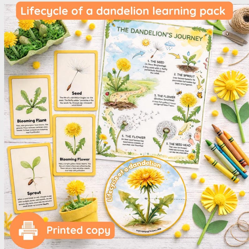 Lifecycle of a Dandelion | Anatomy | Lifecycle | Fun Facts | Physical ...