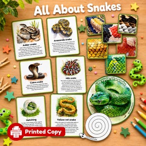 May include: An educational set titled All About Snakes featuring rectangular cards with illustrations and facts about various snakes, square cards showing snake skin patterns, a circular life cycle diagram, and two green plastic snake figures.