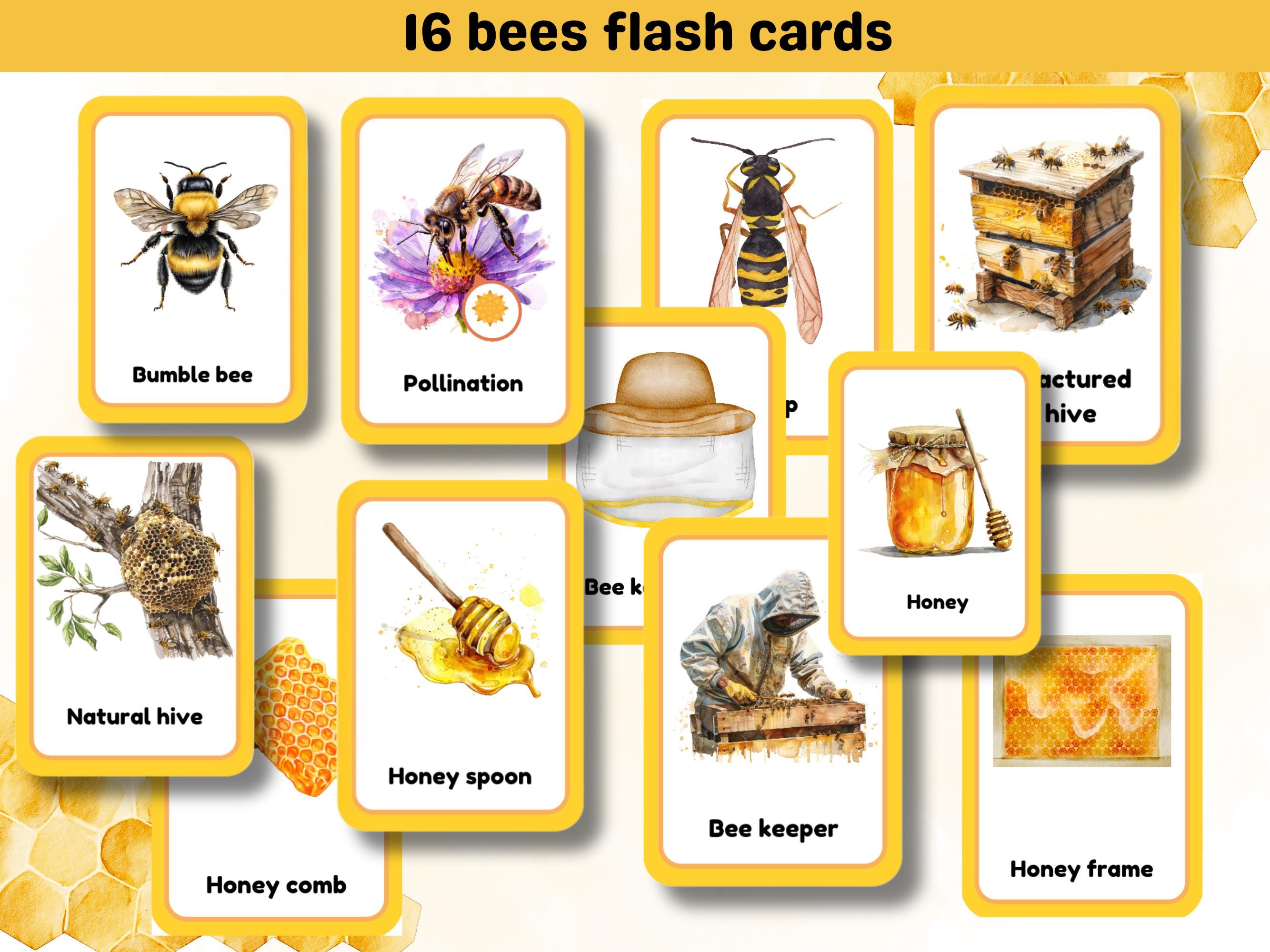 Flash Cards Pollination Honey Bee Study Bundle | Pollination | Beehive | Beekeeper | Flashcards ...