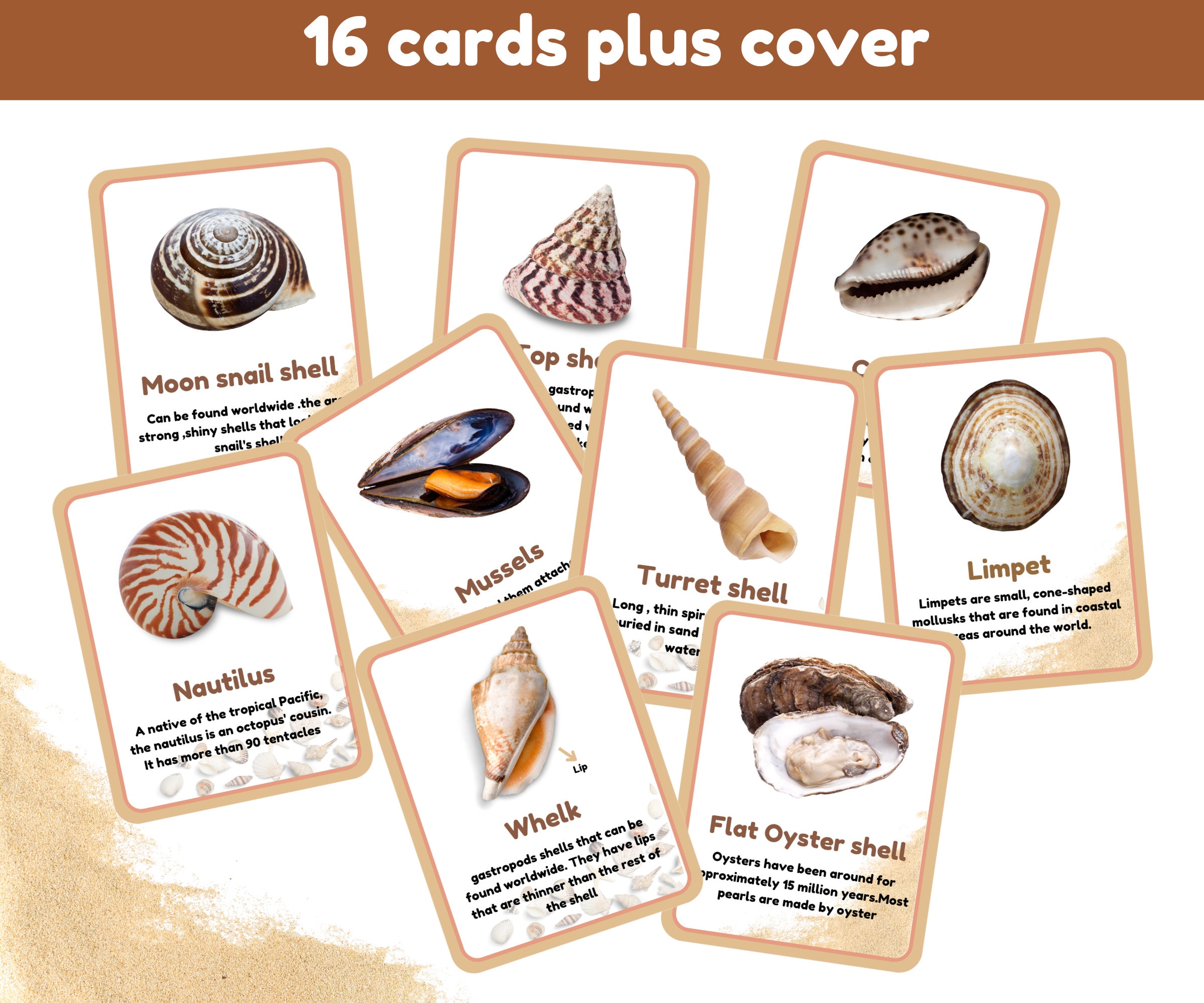 Shells Facts Flashcards | a Set of 16 Flash Cards | Montessori Flash ...