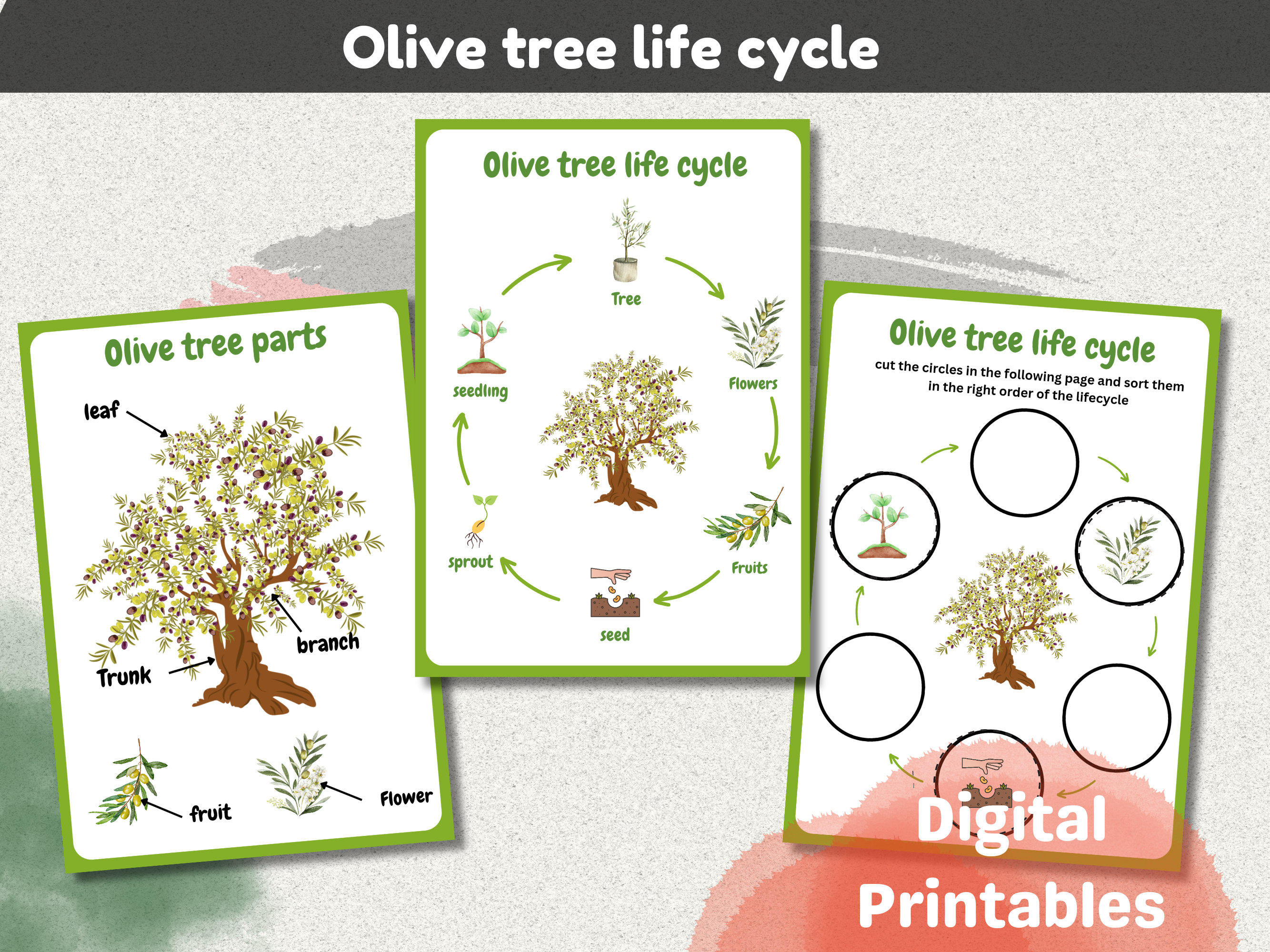 Olive Tree Lifecycle| Palestine Olive Tree Lifecycle|palestinian ...
