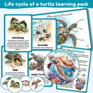 Life cycle of a turtle learing pack | wheel and FlashCards | turtle | life cycles | fun facts |montessori |Digital printables