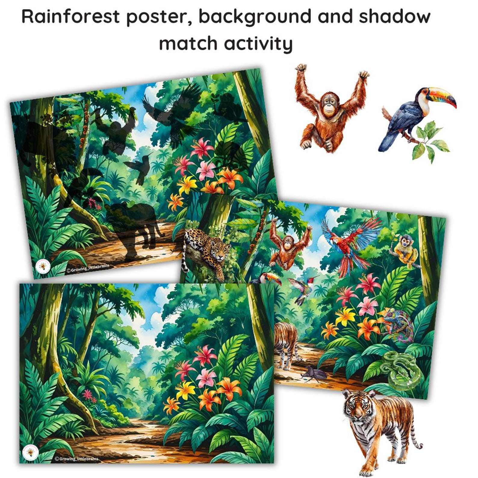 Rainforest Layers Learning Pack | 5 Flashcards | Rainforest Layers ...