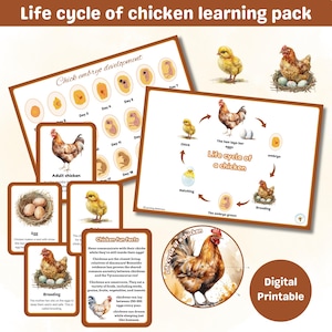 Cycle de vie d'un poulet à l'apprentissage | graphiques, roues et cartes Flash | poulet | cycles de vie | printemps | montessori | Impressions numériques