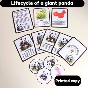 Pacote de aprendizagem sobre o ciclo de vida de um panda | flashcards sobre o ciclo de vida | cartão de curiosidades | panda gigante | EYFS | físico | impresso e laminado