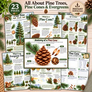 May include: A collection of 23 educational pages titled All About Pine Trees, Pine Cones & Evergreens. The pages feature detailed illustrations of pine trees, pine cones, and diagrams explaining the anatomy of a pine cone and pollination.